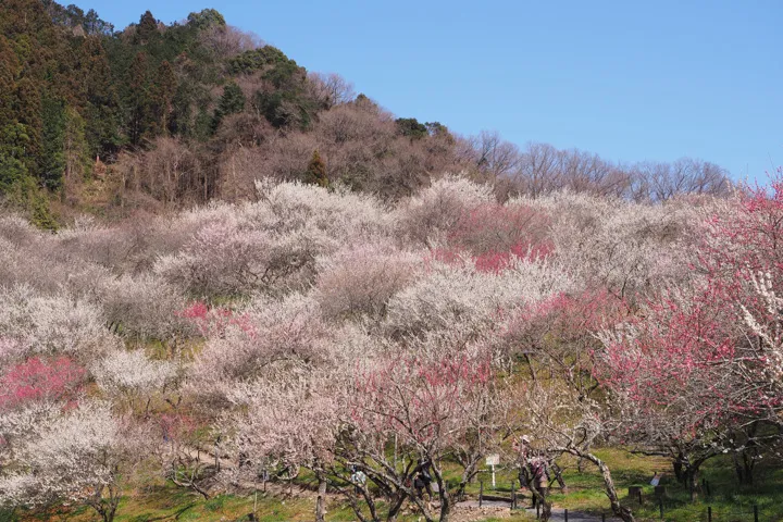 梅花爛漫の写真