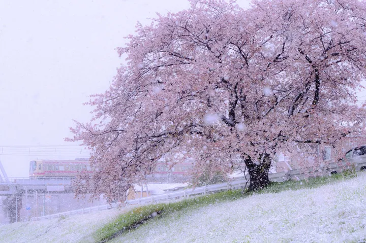 桜隠しの写真