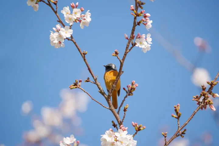 別れの桜の写真