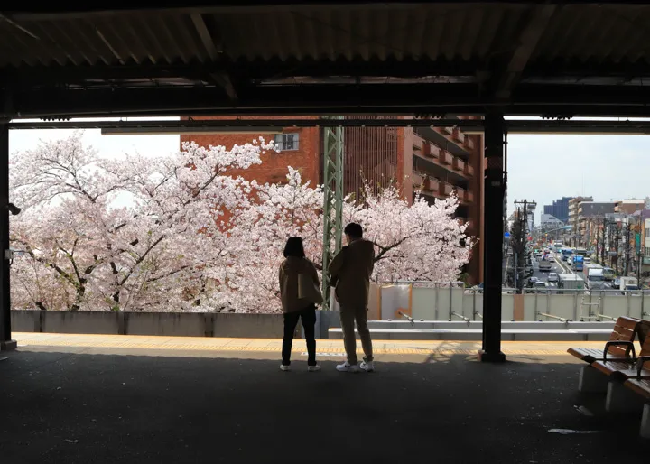 春爛漫の写真