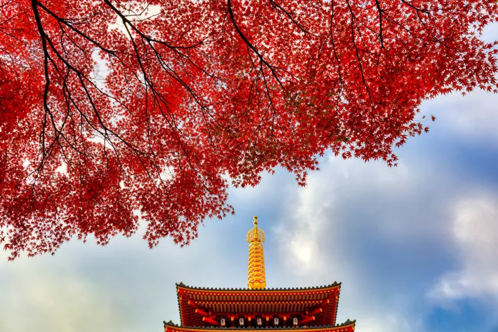 紅葉と五重塔の写真
