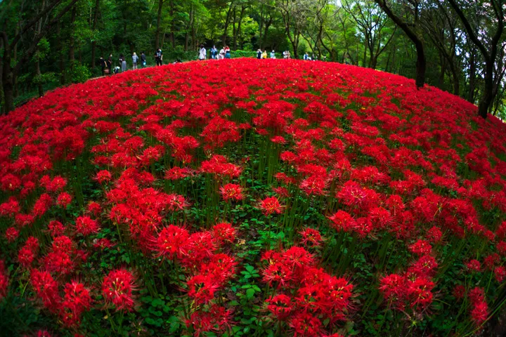 緋の楽園の写真