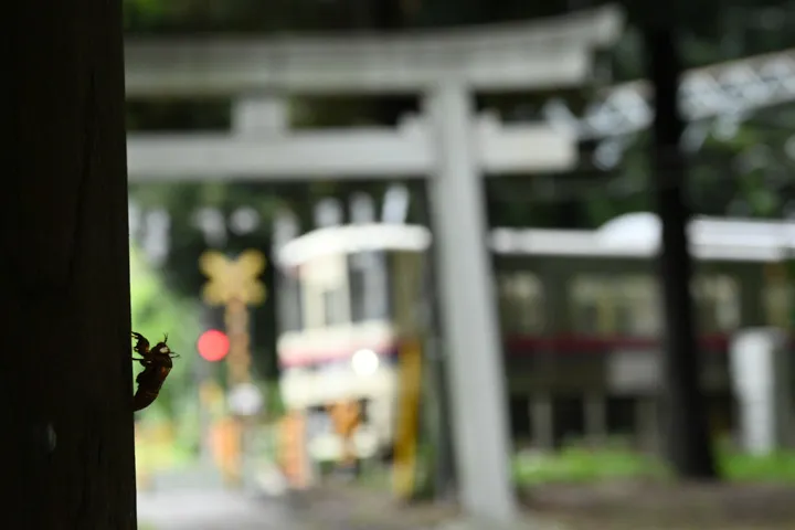 夏の思い出の写真