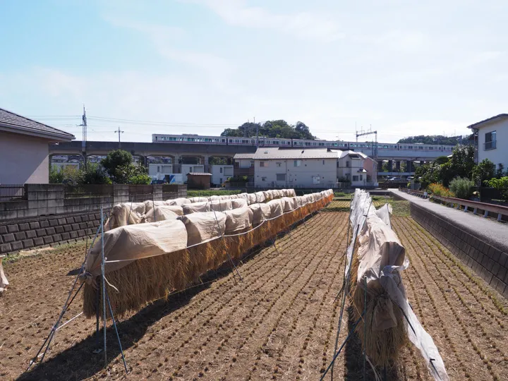 実り連なる郷里の稲架掛けの写真