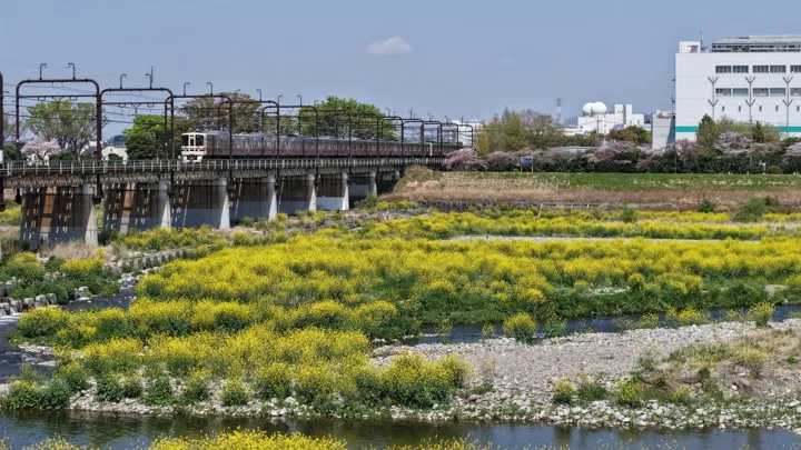 春爛漫の河川敷の写真