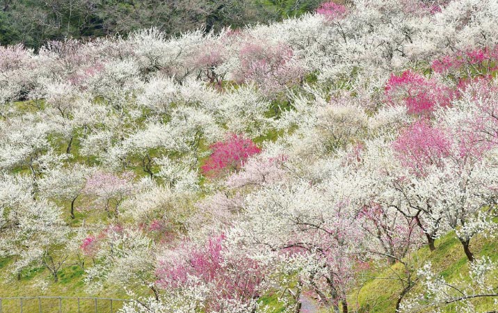 高尾梅郷梅まつりの写真