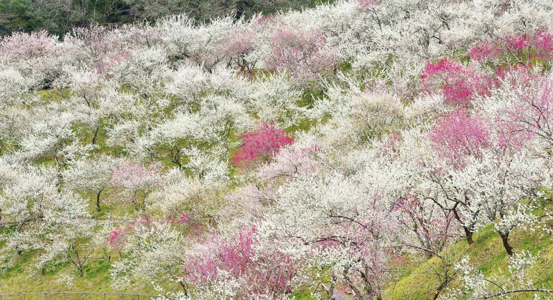高尾梅郷梅まつりの写真