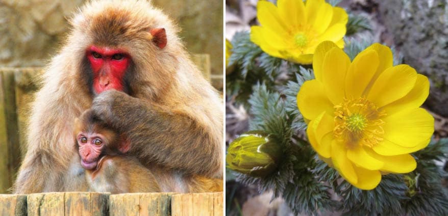 高尾山さる園・野草園の写真