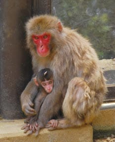 高尾山さる園・野草園イメージ