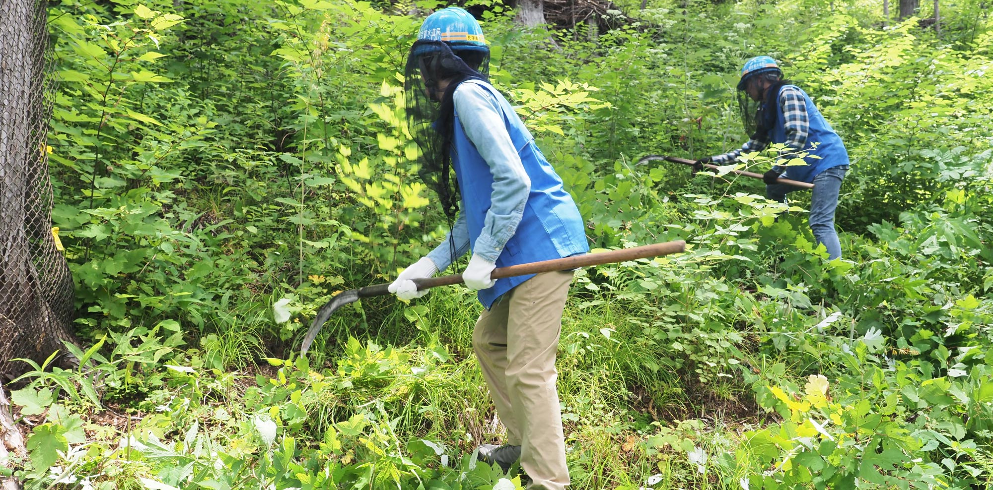 当社社員とその家族で「京王水源の森保全作業」を実施しましたの写真