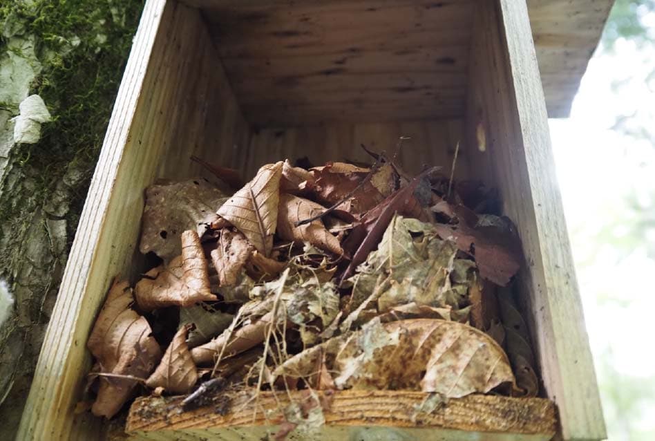 既設巣箱には営巣の痕跡があり清掃を行ったの写真