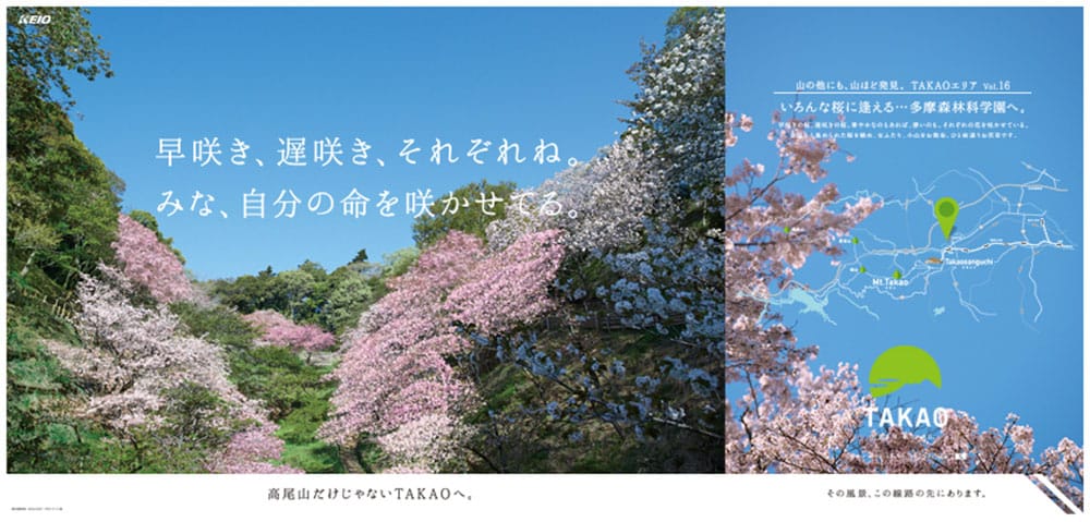 いろんな桜に逢える・・・多摩森林科学園へ。