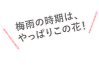 さて、どっちに行くべきか、、