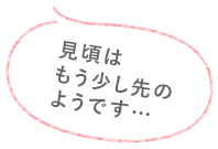 見頃はもう少し先のようです…