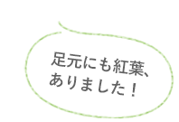 足元にも紅葉、ありました！