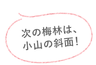 次の梅林は、小山の斜面！