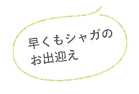 早くもシャガのお出迎え